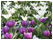 Tulpenfeld im Britzer Garten